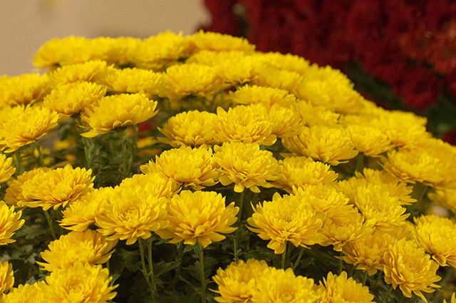 葬儀で用いる黄色い菊の花