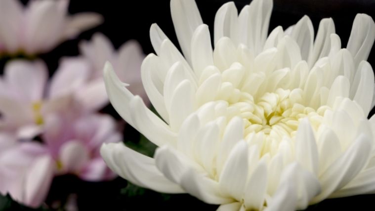 仏式によく使用される供花の菊の花